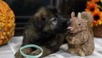 Small Photo #14 German Shepherd Dog Puppy For Sale in REDFIELD, AR, USA