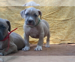 Small Photo #3 American Pit Bull Terrier Puppy For Sale in POPLAR BLUFF, MO, USA