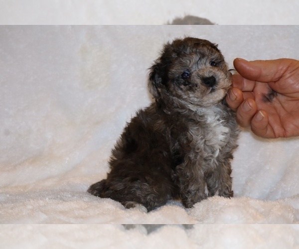 Medium Photo #15 Poodle (Toy) Puppy For Sale in DYERSBURG, TN, USA