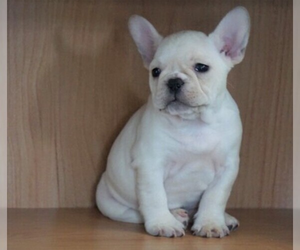 Medium Photo #5 French Bulldog Puppy For Sale in FREDERICKSBG, OH, USA