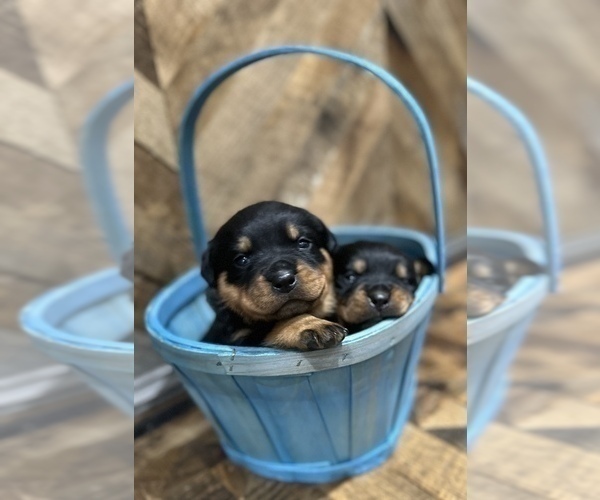 Medium Photo #2 Rottweiler Puppy For Sale in ELDERSBURG, MD, USA