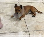Small Chihuahua Mix