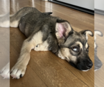 Small #5 Siberian Husky Mix