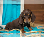 Small #1 Dachshund