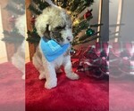 Small Photo #5 Poodle (Standard) Puppy For Sale in CLEVELAND, TN, USA