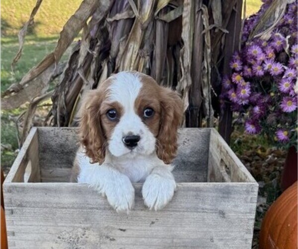 Medium Photo #3 Cavalier King Charles Spaniel Puppy For Sale in THORP, WI, USA