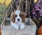 Small #2 Cavalier King Charles Spaniel