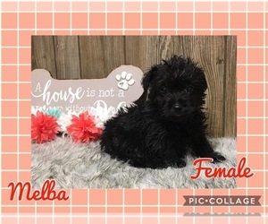 Poodle (Toy)-Yorkshire Terrier Mix Puppy for sale in MYRTLE, MO, USA