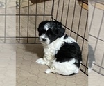 Small Photo #6 Shih-Poo Puppy For Sale in GLOUCESTER, VA, USA