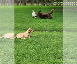 Small #3 Labrador Retriever Mix