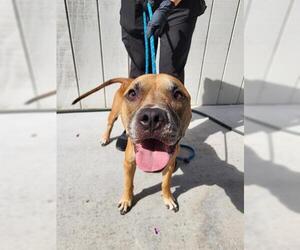 American Pit Bull Terrier Dogs for adoption in Lathrop, CA, USA