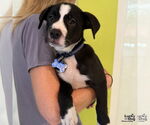 Small #1 Labrador Retriever-Retriever  Mix