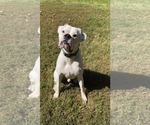 Small #2 Boxer