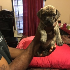 Buggs Puppy for sale in DETROIT, MI, USA