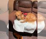Small #2 Golden Retriever Mix