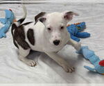 Small #2 Collie-German Shepherd Dog Mix