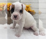 Small #5 Boxer