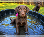 Small #2 Labrador Retriever Mix