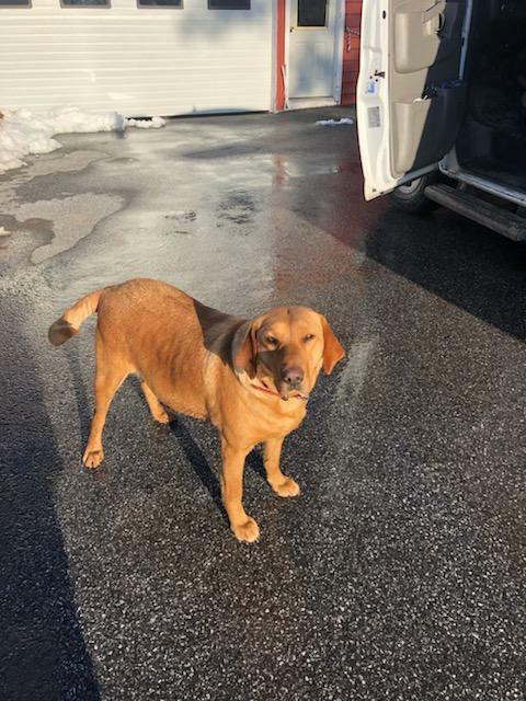 Medium Photo #1 Labrador Retriever Puppy For Sale in BUCK, PA, USA