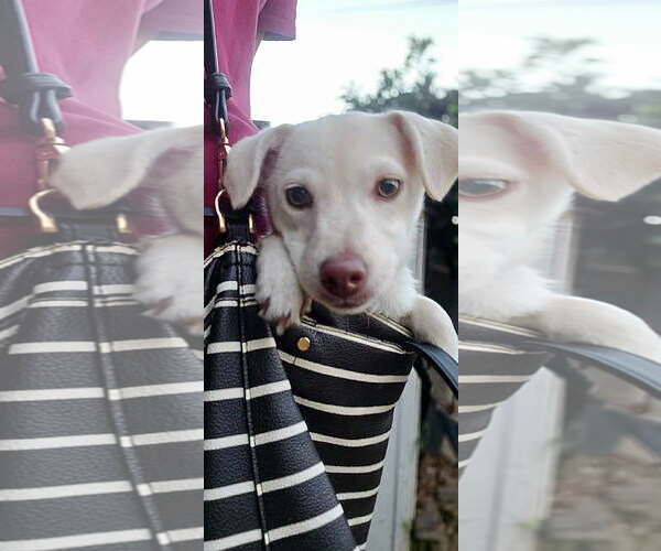 Medium Photo #2 Chihuahua-Unknown Mix Puppy For Sale in Newport Beach, CA, USA