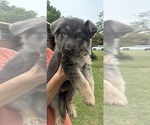 Puppy White collar German Shepherd Dog