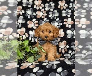 Cavapoo Puppy for sale in LINCOLN UNIVERSITY, PA, USA