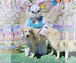 Golden Pyrenees Dogs for adoption in Croydon, NH, USA