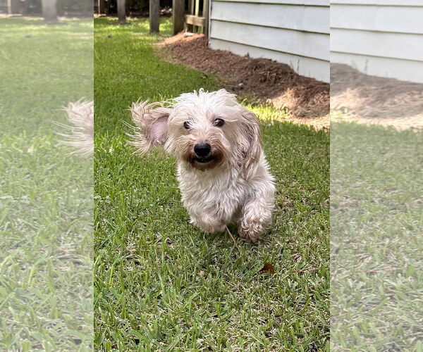 Medium Photo #2 Dachshund Puppy For Sale in Shelbyville, TN, USA