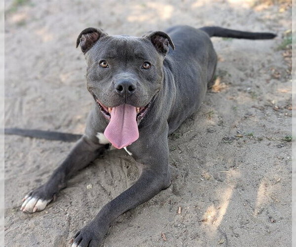 Medium Photo #3 American Pit Bull Terrier-Unknown Mix Puppy For Sale in Ocala, FL, USA