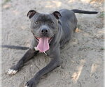 Small #2 American Pit Bull Terrier Mix