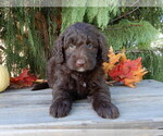 Small #4 Labradoodle