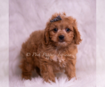 Small #3 Cavapoo (Miniature)