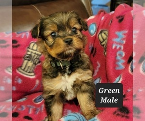 Jarkie Puppy for Sale in BERESFORD, South Dakota USA