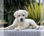 Small #4 Labrador Retriever