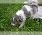 Small #2 Bichon-A-Ranian