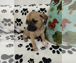 Small Mutt