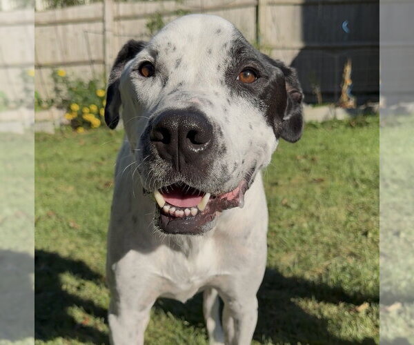 Medium Photo #4 Pointer-Unknown Mix Puppy For Sale in Boston, MA, USA