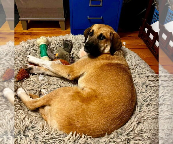 Medium Photo #11 Labrenees Puppy For Sale in Canton, CT, USA