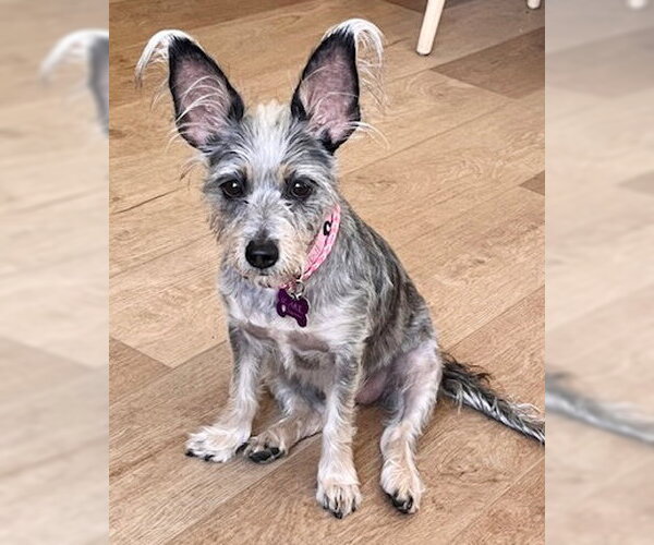 Medium Photo #2 Mutt Puppy For Sale in Corona, CA, USA