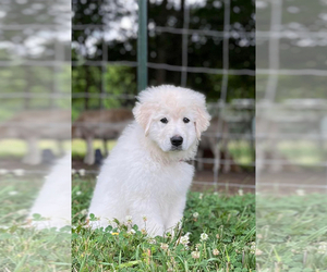 Maremma Sheepdog Puppy for sale in KANSAS CITY, MO, USA