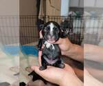 Small Photo #27 French Bulldog Puppy For Sale in FONTANA, CA, USA