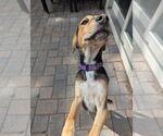 Small #3 German Pinscher Mix