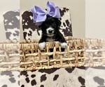Small Photo #2 Aussiedoodle Puppy For Sale in AMBROSE, GA, USA