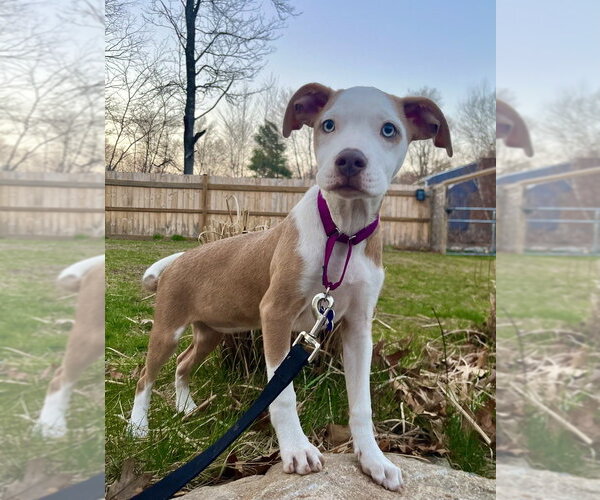 Medium Photo #2 Mutt Puppy For Sale in Oak Bluffs, MA, USA