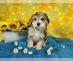 Small Photo #11 Goldendoodle-Poodle (Toy) Mix Puppy For Sale in COLORADO SPRINGS, CO, USA