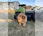 Small #3 Poodle (Toy)