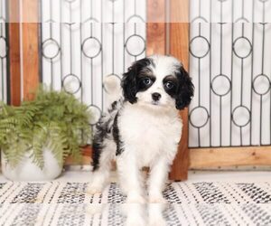 Cavapoo Puppy for sale in NAPLES, FL, USA