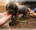 Small Photo #13 Cane Corso Puppy For Sale in PHILLIPSTON, MA, USA