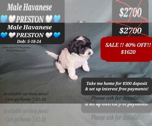 Havanese Puppy for sale in TUCSON, AZ, USA