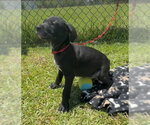 Small #1 Labrador Retriever Mix